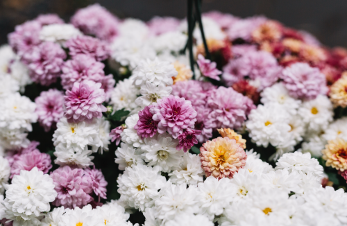 Octobre, le mois du souvenir et des fleurs éternelles